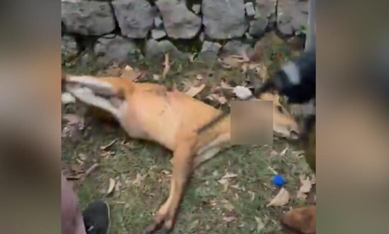 مارگلہ ہلز میں ہرن کا شکار کرنے والا سی ڈی اے کا ملازم ہے: پولیس/ اردو ورثہ