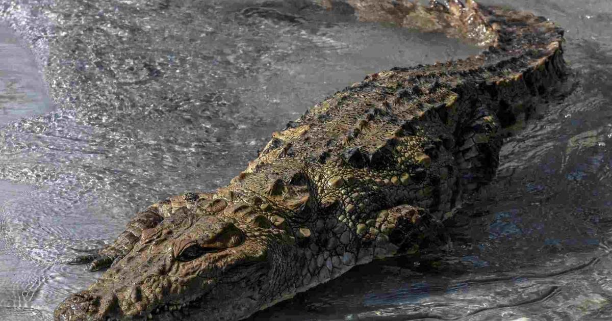 کینال پر کپڑے دھوتی خاتون پر مگرمچھ کا حملہ، شوہر نے بچا لیا: سکھر پولیس