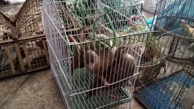 سندھ: بٹیر کے شکار کے لیے ٹیکنالوجی کا استعمال، وائلڈ لائف حکام کی کارروائیاں بھی جاری/ اردو ورثہ