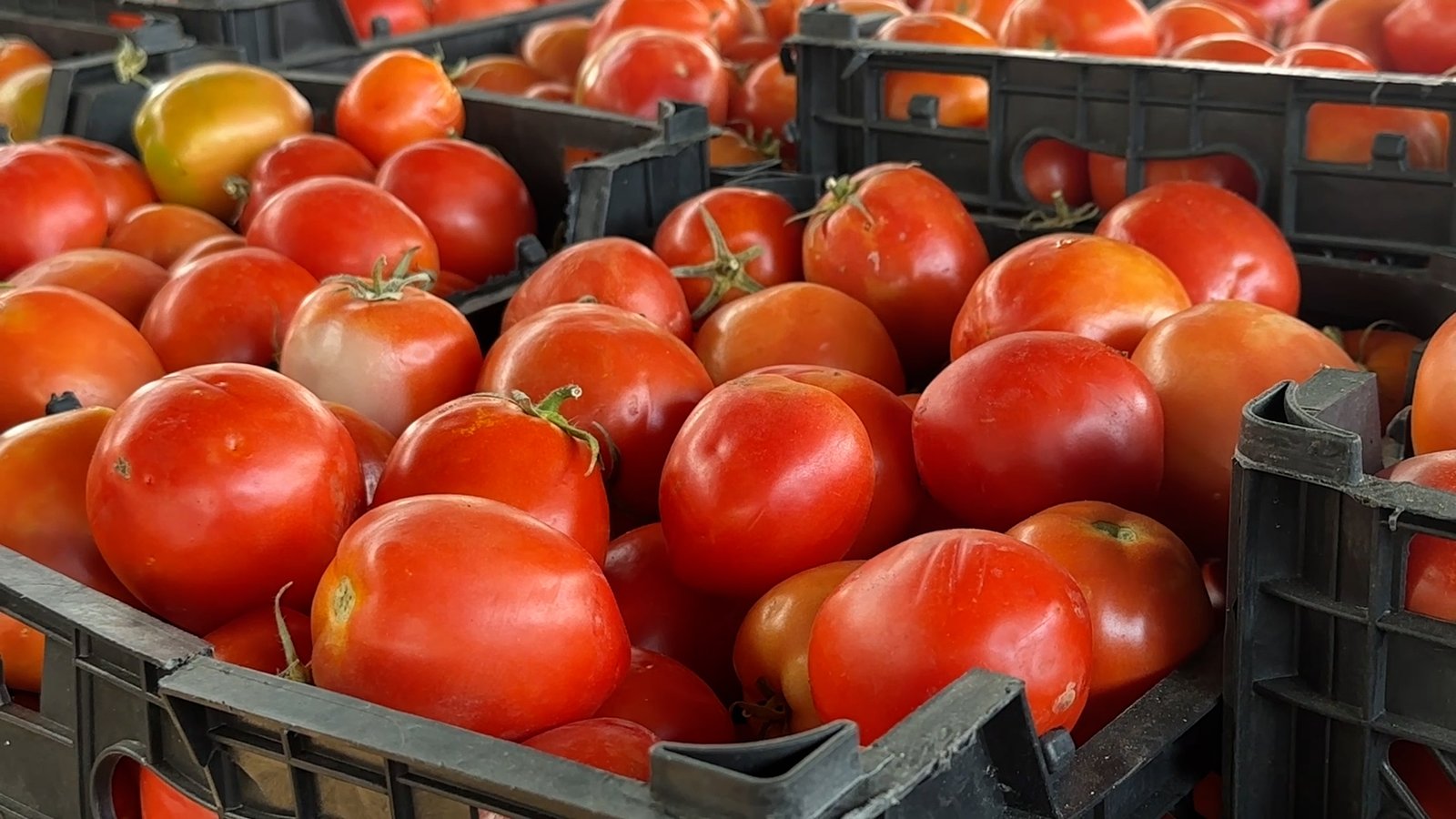 Tomato Price Hike