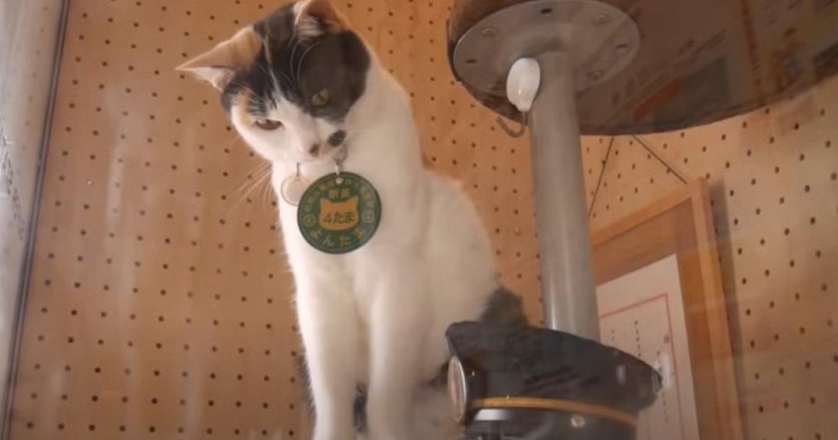 چاکلیٹ نامی جاپانی بلی چار سال سٹیشن ماسٹر رہنے کے بعد ذمہ داریوں سے سبکدوش