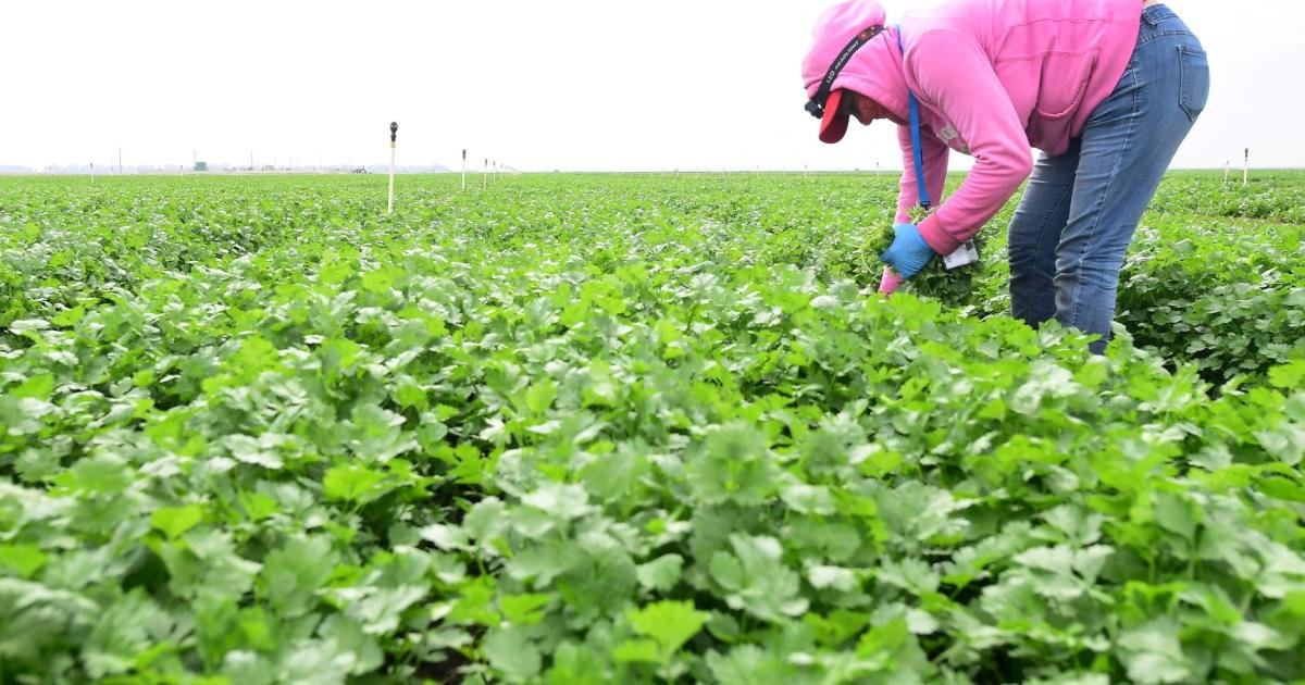 ہرا دھنیا شوزش اور بے چینی کم کرنے میں مفید: تحقیق