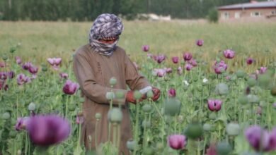 افغانستان میں پوست کی کاشت 20 فیصد کم: اقوام متحدہ/ اردو ورثہ