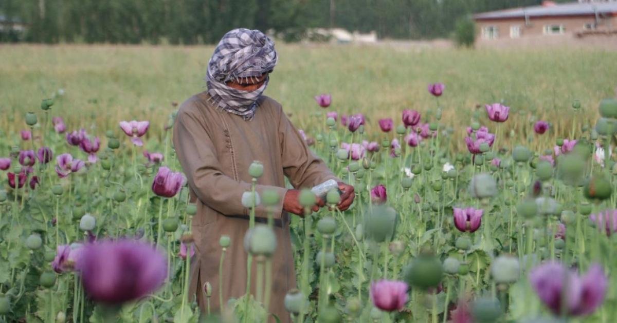 افغانستان میں پوست کی کاشت 20 فیصد کم: اقوام متحدہ