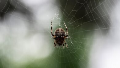 البانیہ یونان سرحد پر مکڑیوں کا ’میگا سٹی‘ دریافت/ اردو ورثہ