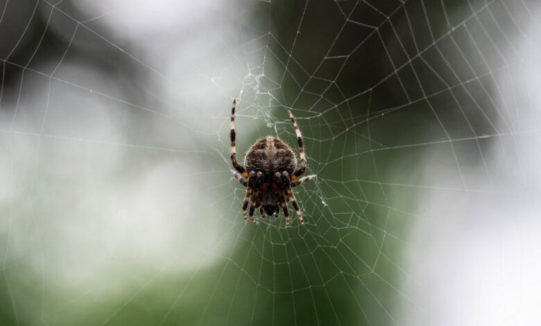 البانیہ یونان سرحد پر مکڑیوں کا ’میگا سٹی‘ دریافت/ اردو ورثہ