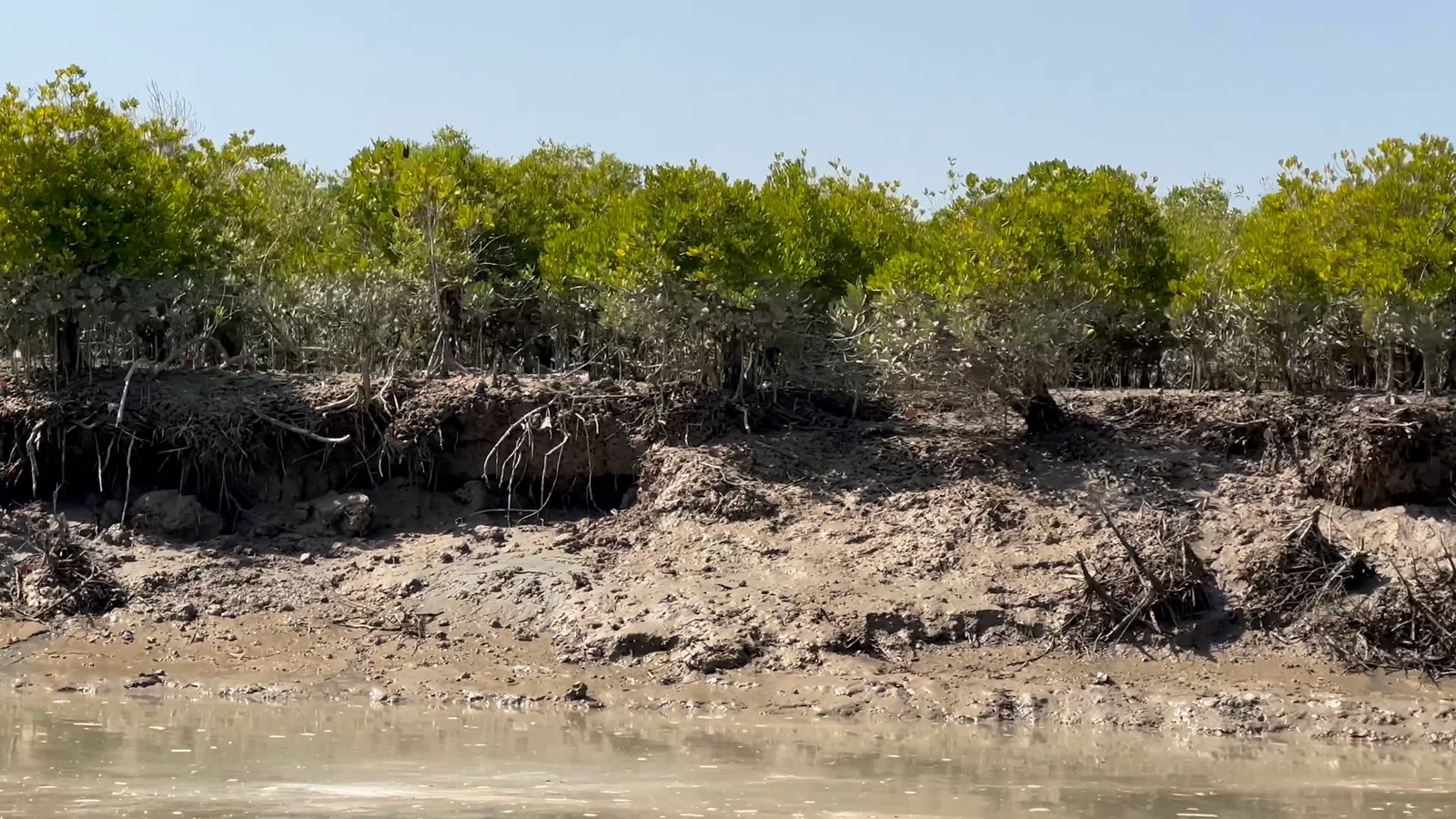 MANGROVES HAJAMRO.jpg